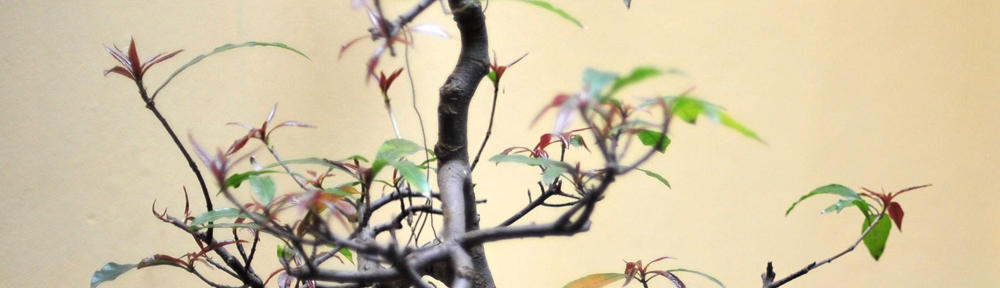 Ships Engineering: Technical Wisdom for Marine Professionals